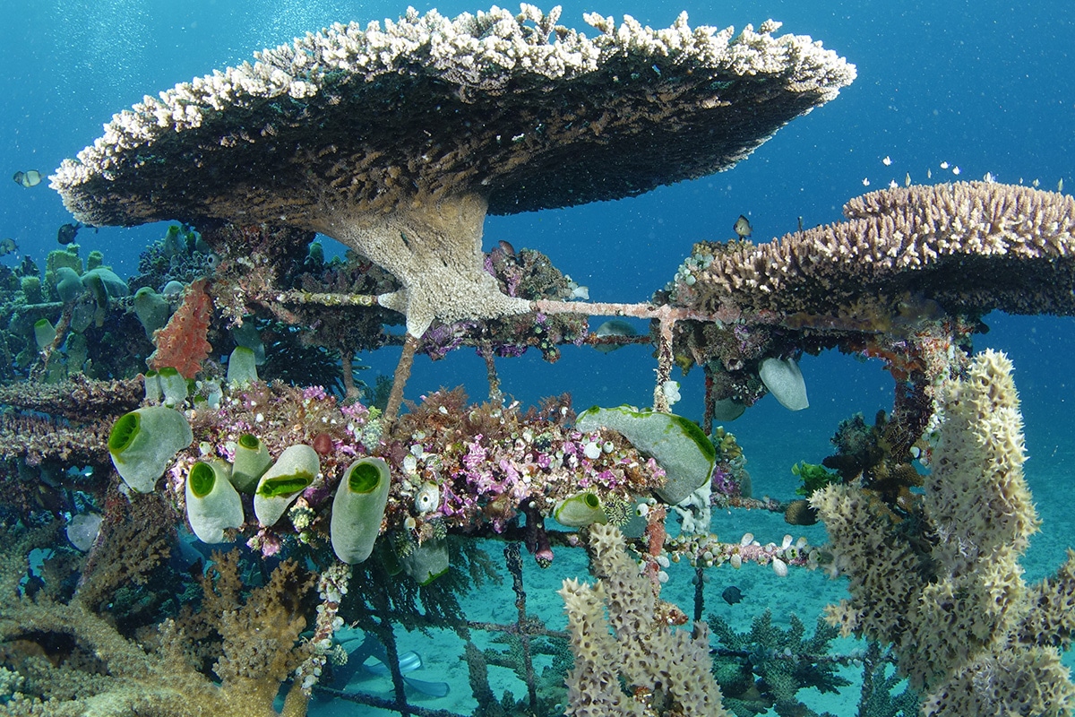 Biorock Regenerating Marine Ecosystems Beaches Biorock Regenerating Marine Ecosystems Beaches